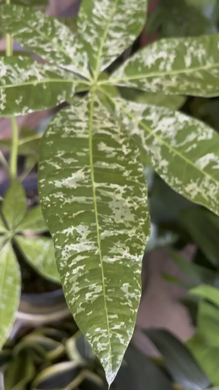 Money tree VG thumbnail