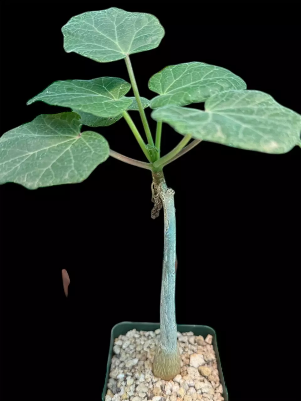 Uncarina Roeoesliana X Grandidieri thumbnail