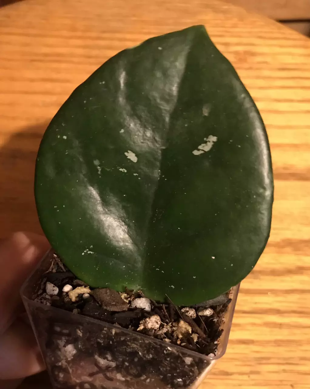 Hoya Carnosa x Fungii cross thumbnail