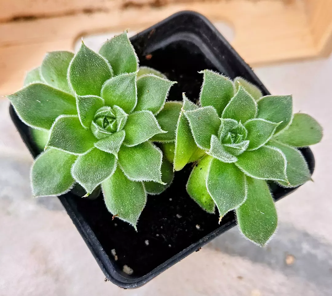Rosette Nest Succulent thumbnail