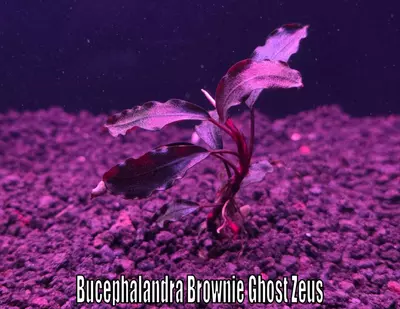 Bucephalandra Brownie Ghost Zeus MEDIUM rare buce live aquatic