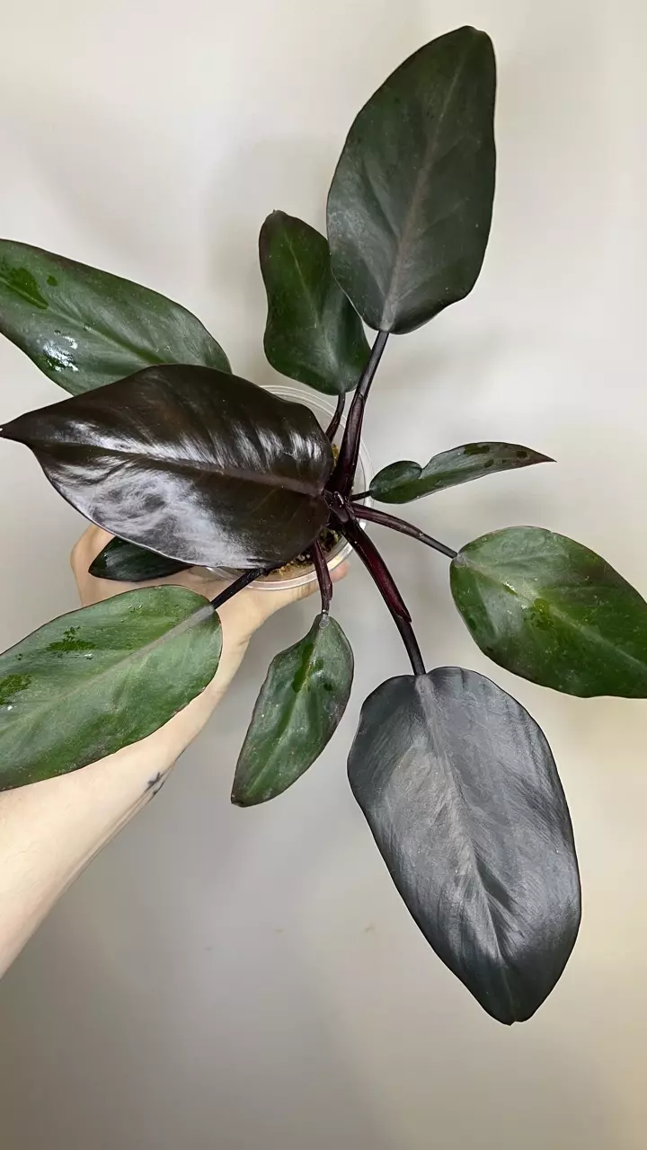 Philodendron Royal Queen thumbnail