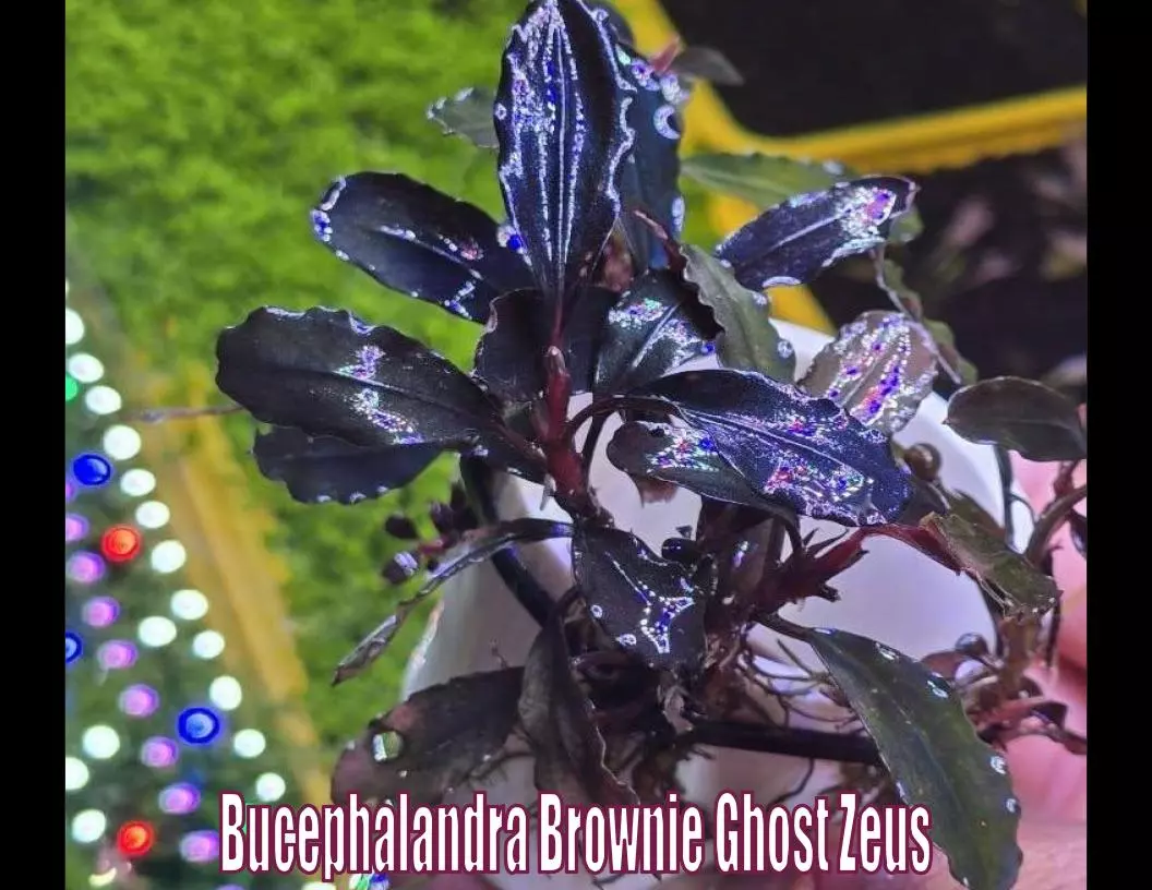 Bucephalandra Brownie Ghost Zeus MEDIUM rare buce live aquatic