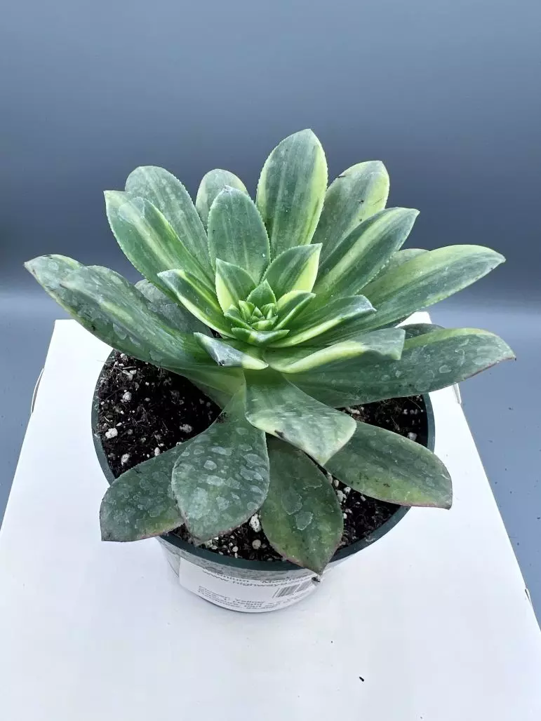 Aeonium - Moonburst thumbnail
