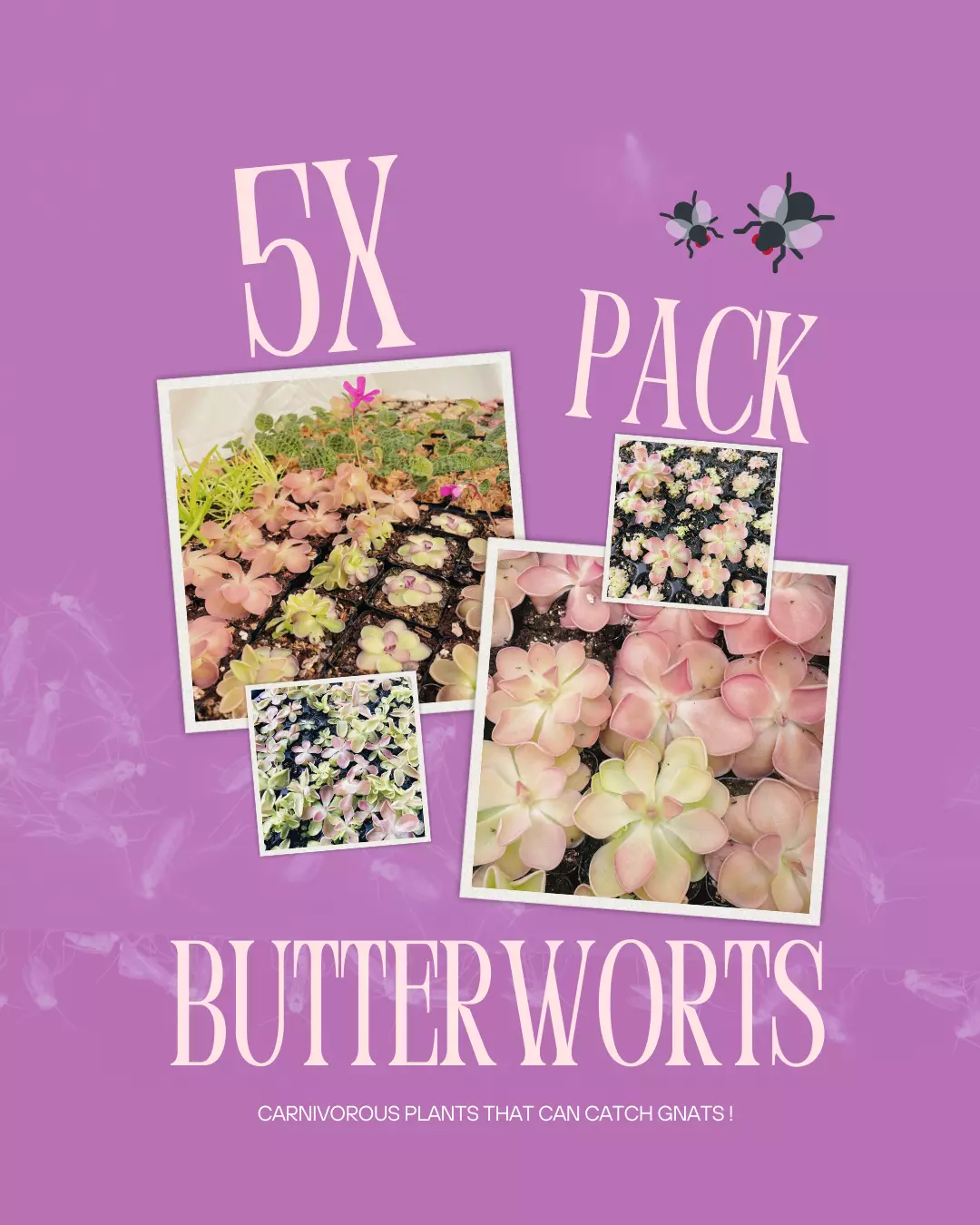 Pinguicula Bundle (5x) “In Luck”- Carnivorous Butterwort - 5 Plants thumbnail