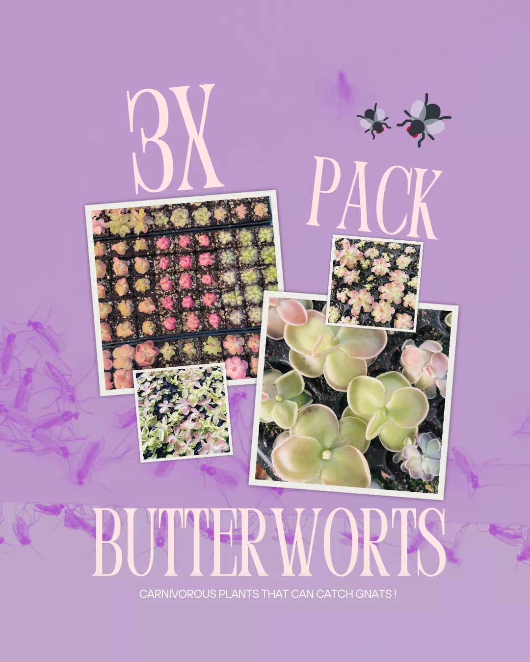 Pinguicula Bundle (3x) “In Luck”- Carnivorous Butterwort - 3 Plants thumbnail