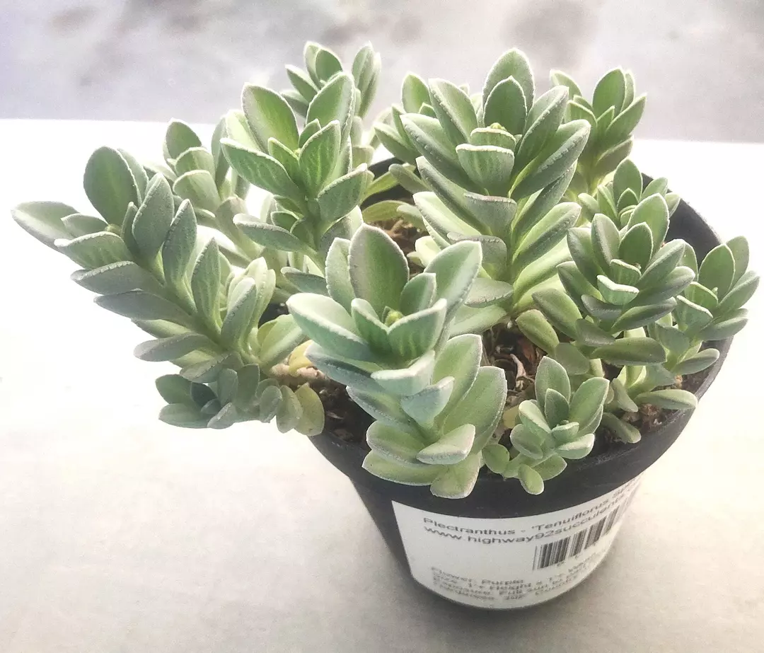 Plectranthus - Tenuiflorous Species thumbnail