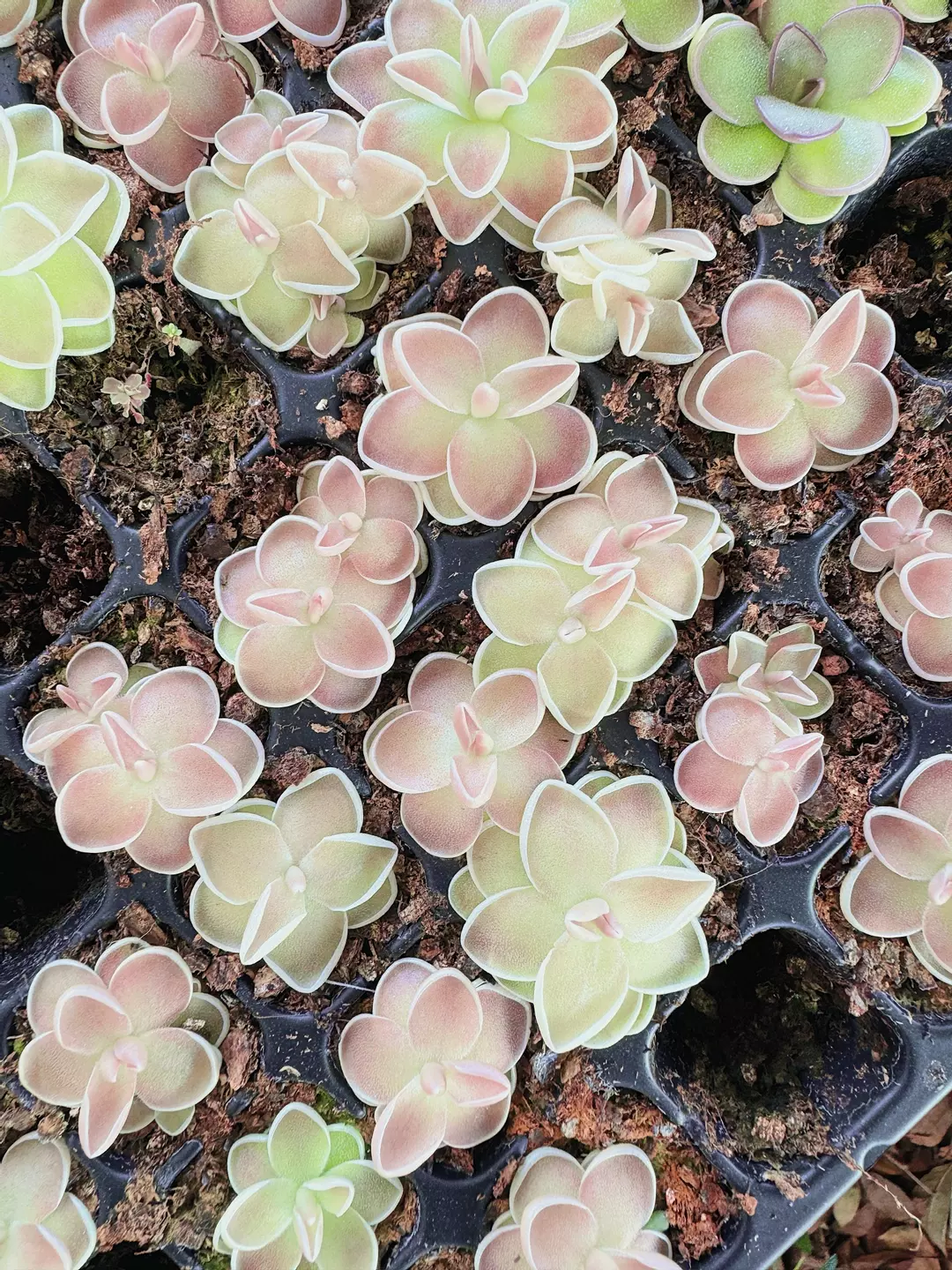 Pinguicula Cotton Candy Live Plant - Carnivorous Butterwort - Gnat Eating Plant thumbnail