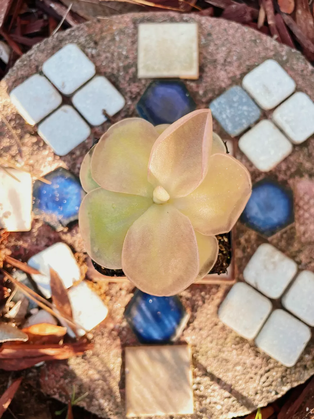 Pinguicula Moranensis Live Plant - Carnivorous Butterwort - Gnat Eating Plant thumbnail