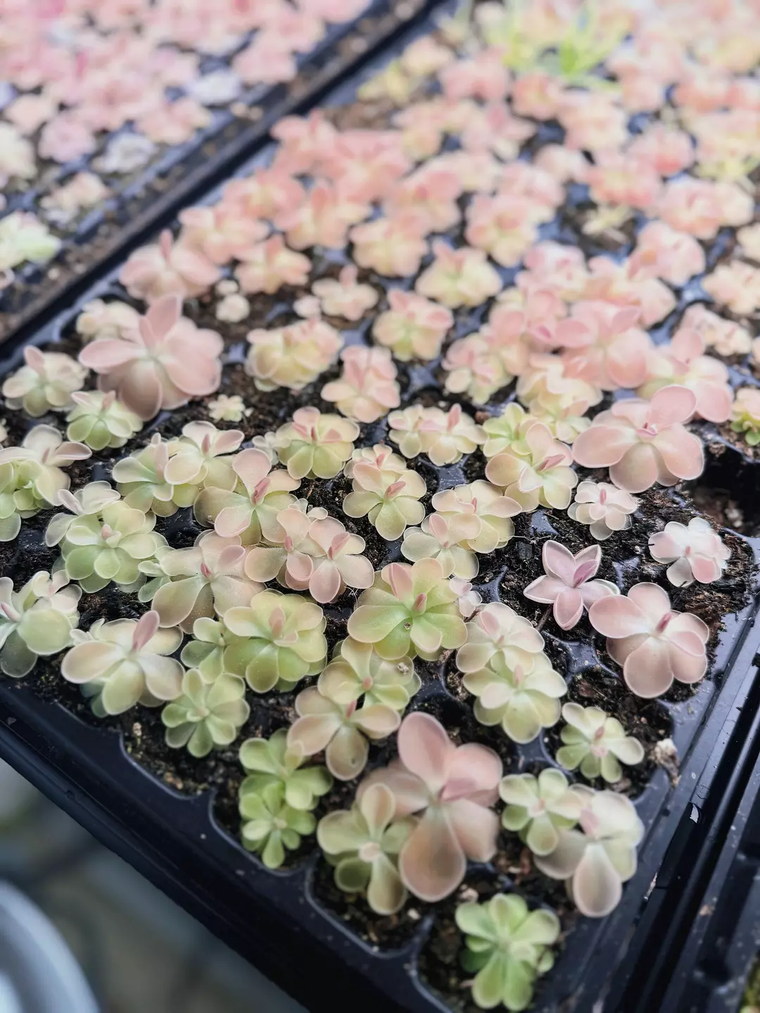 Pinguicula Sethos Live Plant - Carnivorous Butterwort - Gnat Eating Plant thumbnail