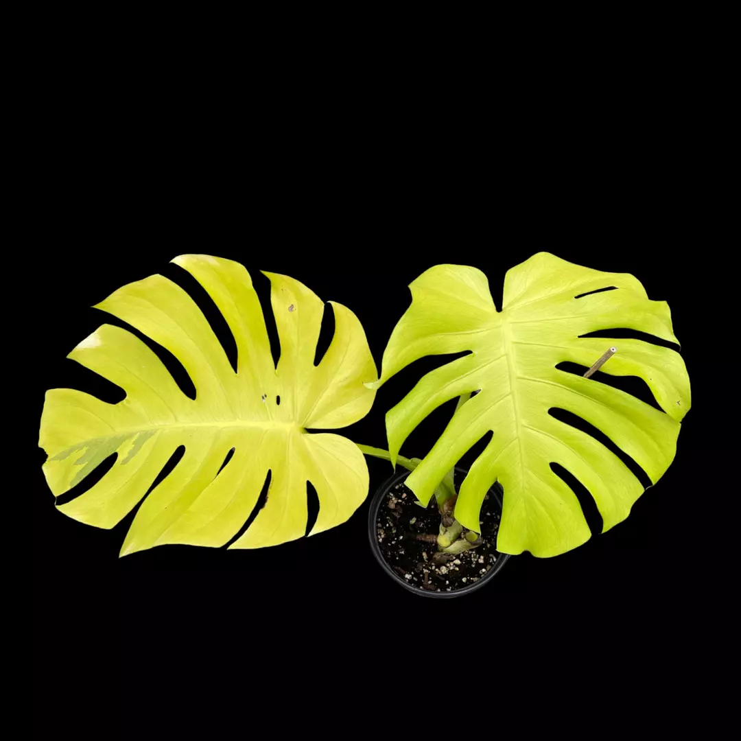 Monstera Lemon Lime TC thumbnail
