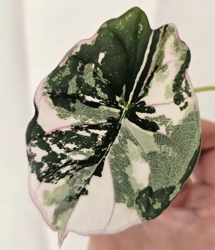 Alocasia Nebula Albo TC thumbnail