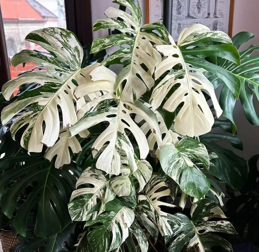 Monstera Albo TC thumbnail