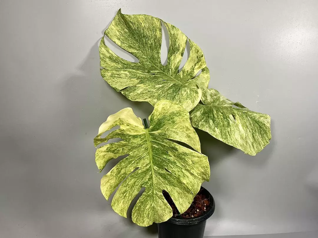 Monstera Green Snow TC thumbnail