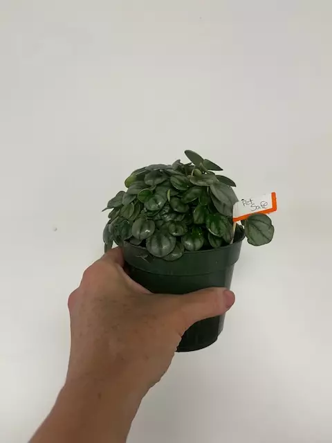 Peperomia "Emerald Ripple" 4" thumbnail