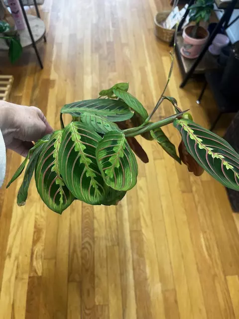 Maranta (Red) 4" thumbnail