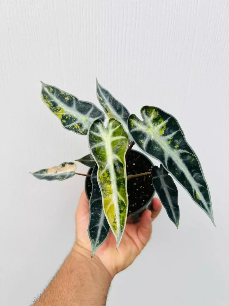その他観葉植物 Alocasia Gem Aurora ALOCASIA 'AURORA' — Aroidpedia