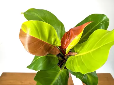 Philodendron 'Imperial Yellow Flame'3.5号 Philodendron Yellow Flame variegated 3.5