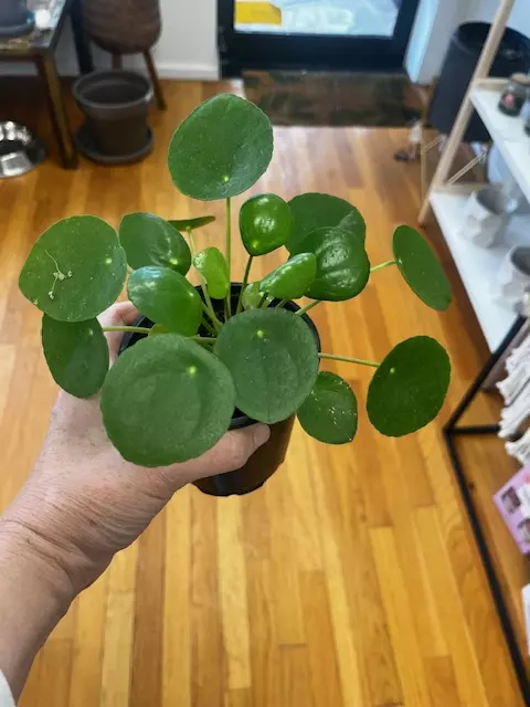 Peperomia Pilea 4" (Chinese Money Plant) thumbnail