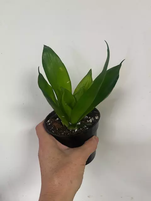 Bird's Nest Snake plant 4" (Hahni  Black Jade) thumbnail