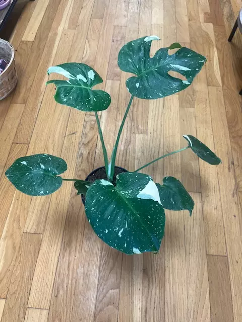 Monstera Thai Constellation, 6" thumbnail