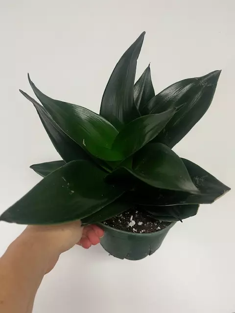 Hahni Black Jade Snake plant 6" thumbnail