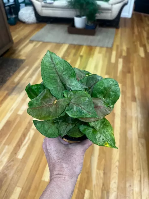 Syngonium 4" thumbnail