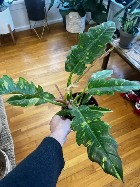 Ring of Fire Philodendron, 6" thumbnail