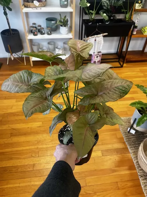 Syngonium 6" thumbnail