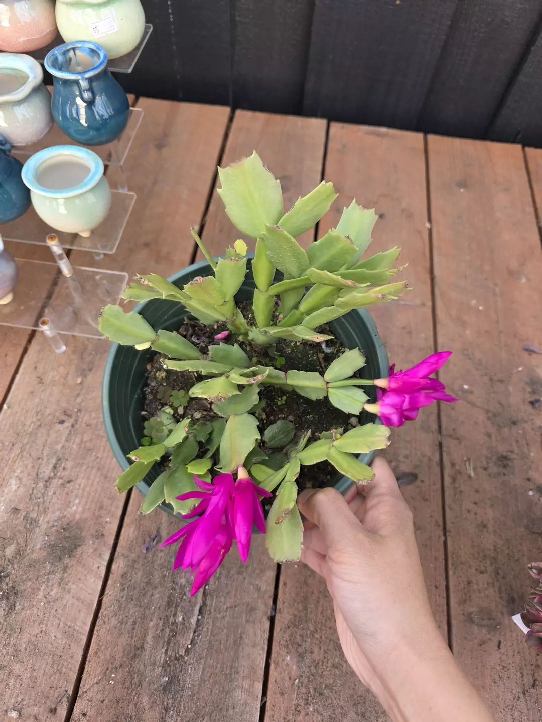 thanksgiving cactus  thumbnail