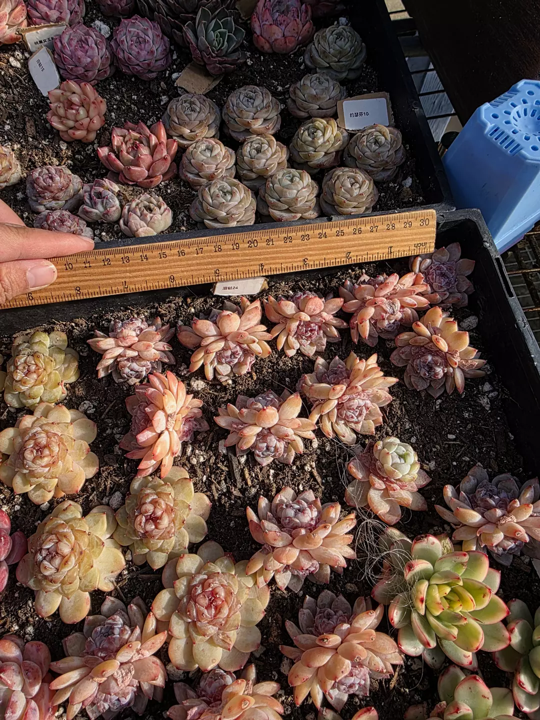 tear diamond 1pc  thumbnail