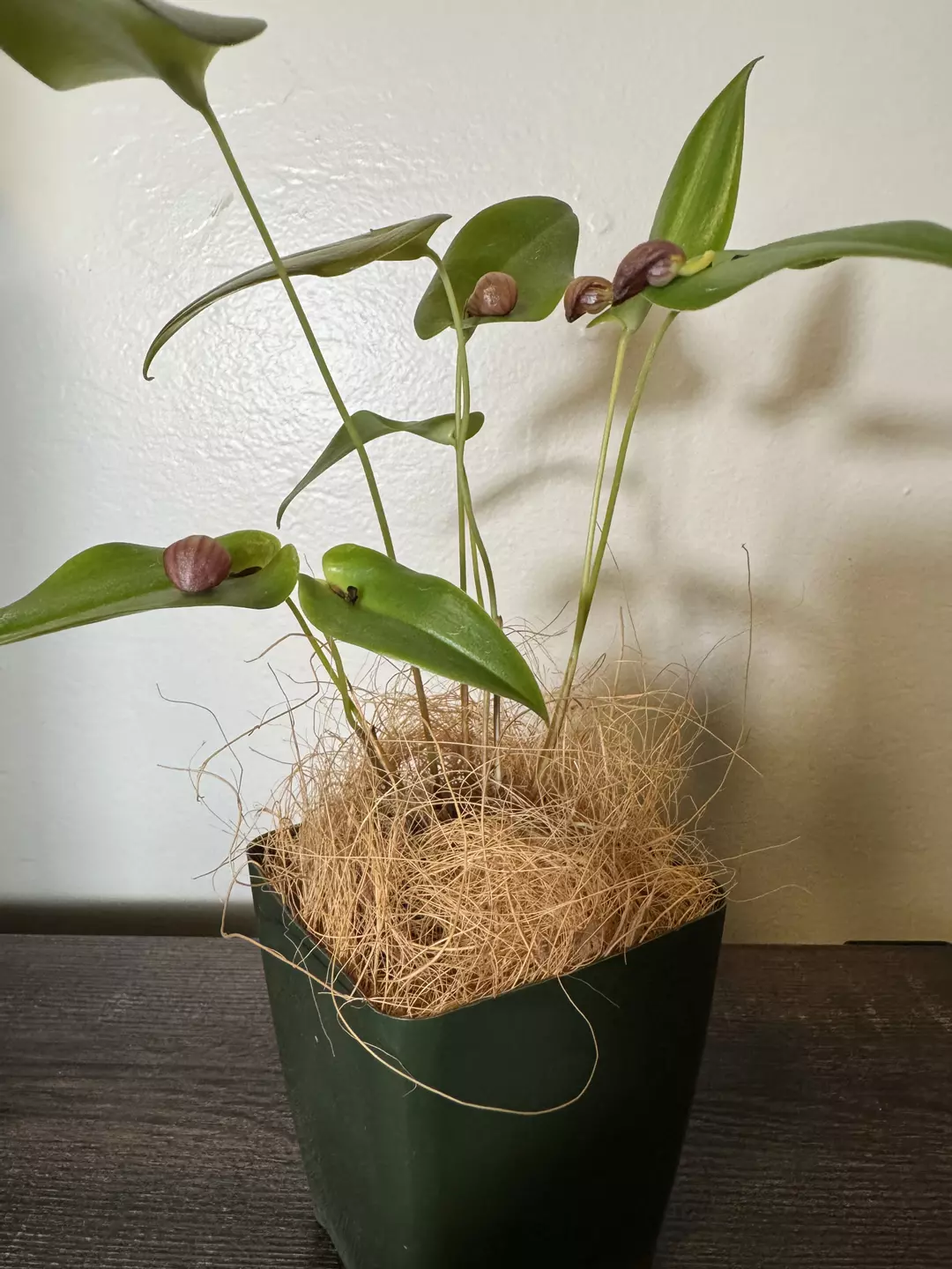 Miniature Orchid: Pleurothallis palliolata thumbnail