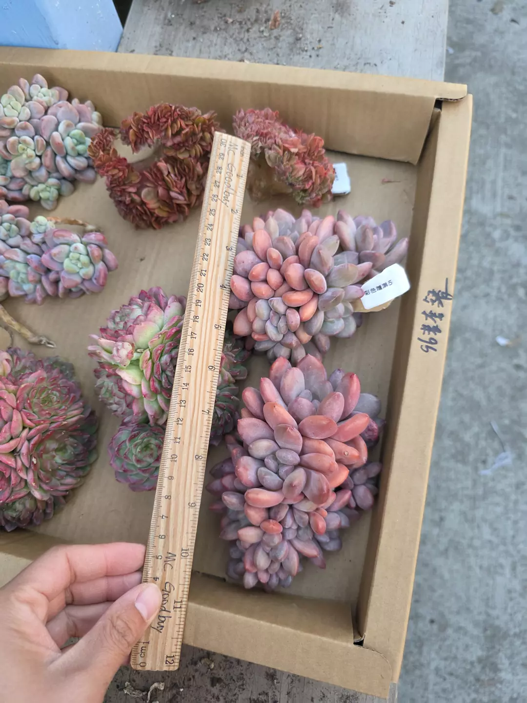 Rainbow jello 1pc  thumbnail