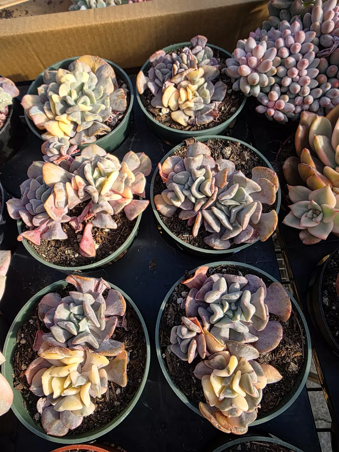 cubic frost var 1pc  thumbnail