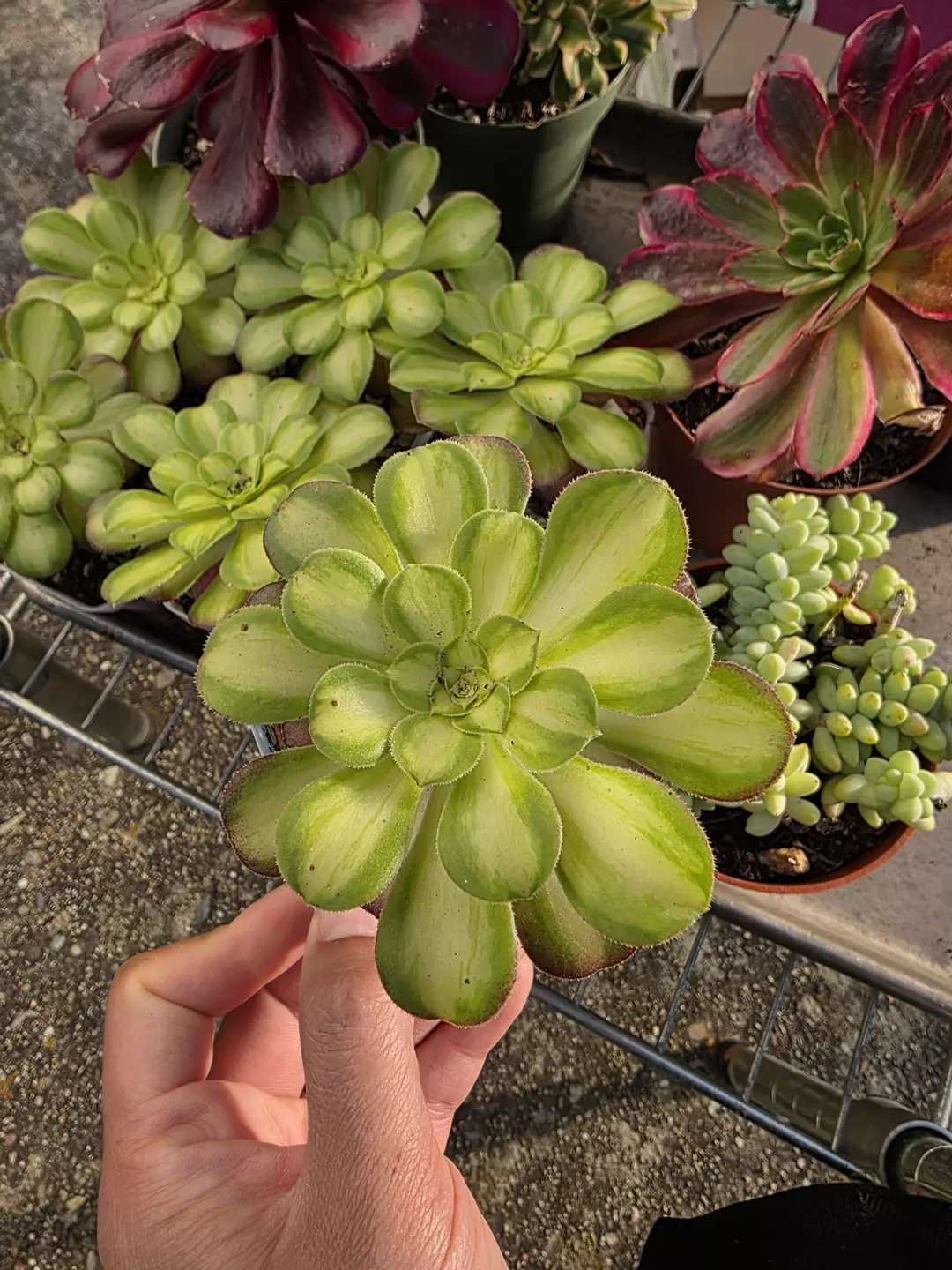 Shao hua 3inch  1pc  thumbnail