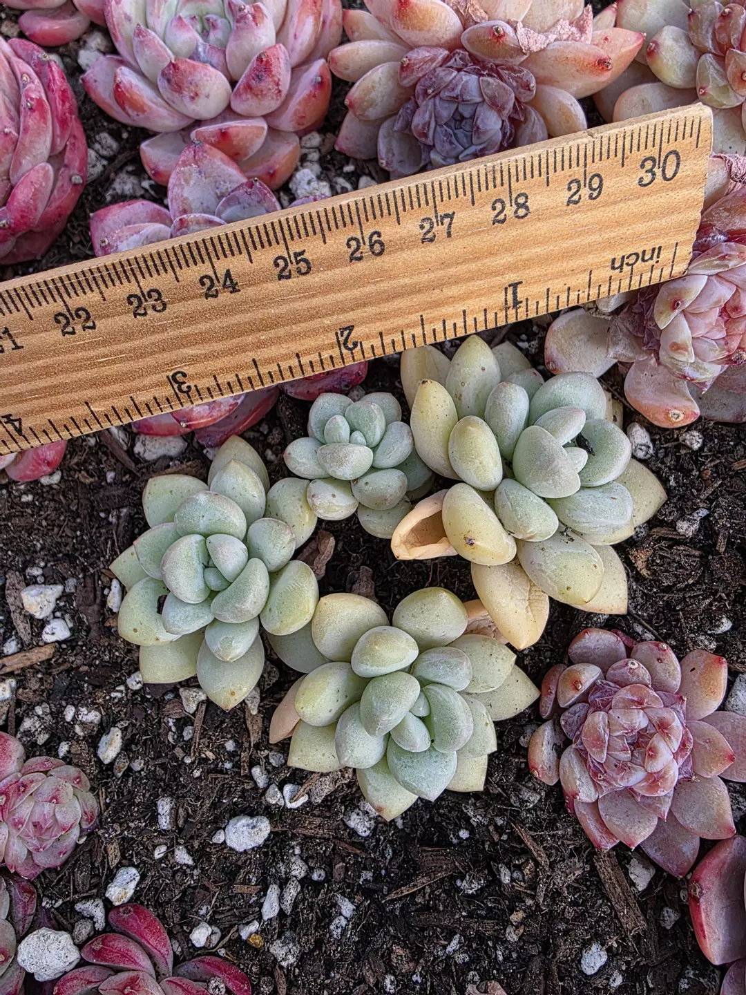 Bubble gum  thumbnail