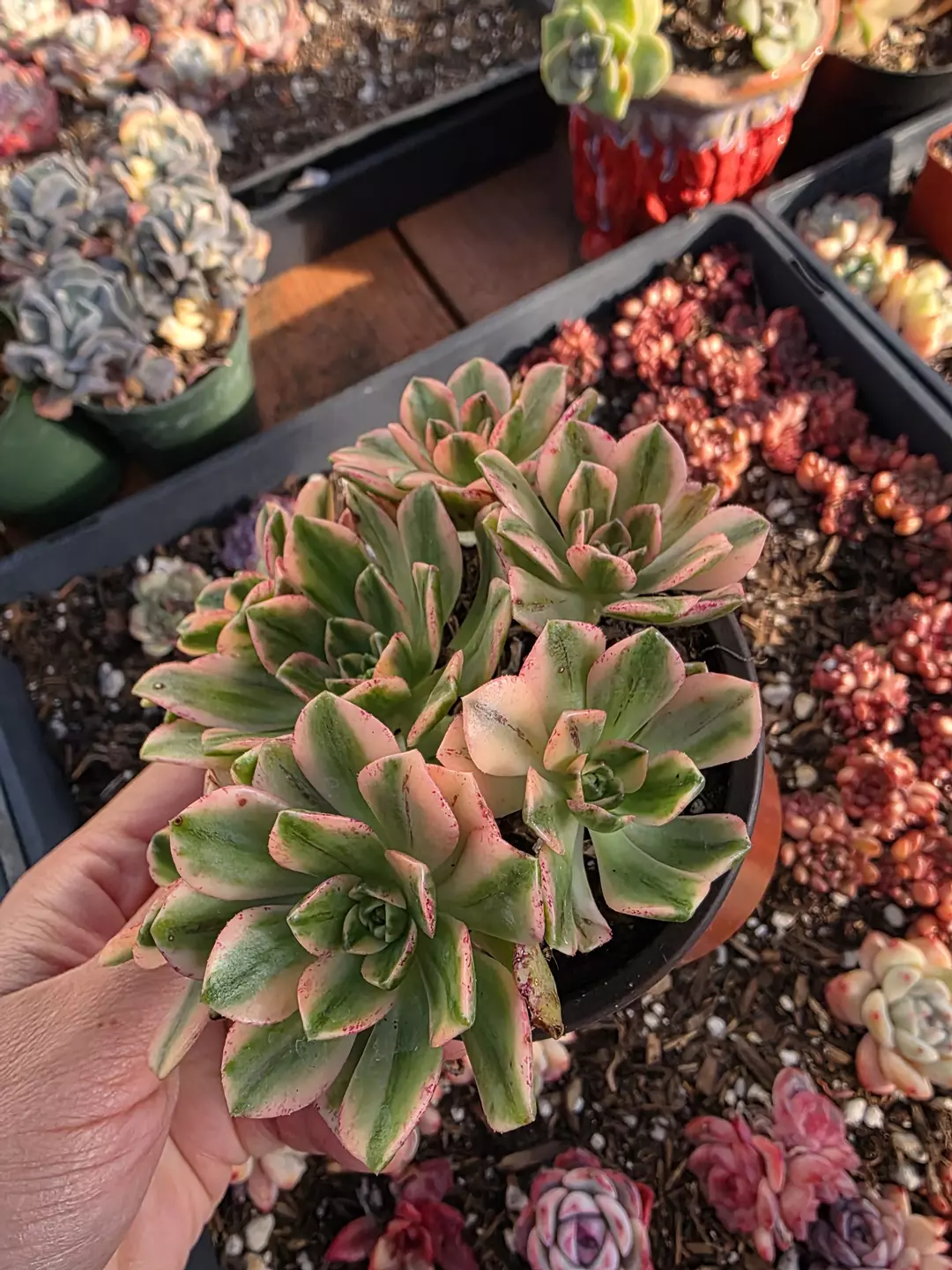 sweet tea  thumbnail