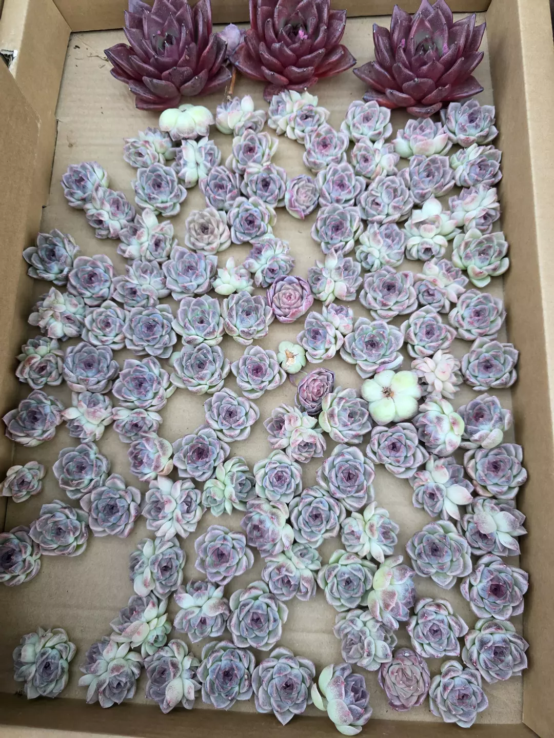 purple heart 5 pcs  thumbnail