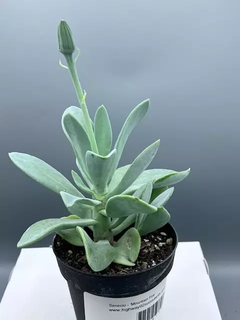 Senecio - Mountain Fire thumbnail