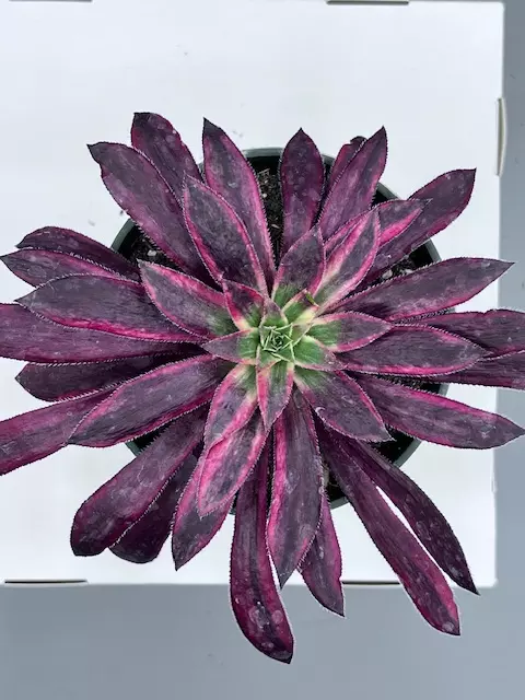 Aeonium - Phoenix Variegated  thumbnail
