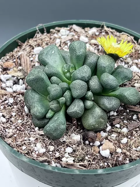 Aloinoposis Schooneesii - Living Stone  thumbnail