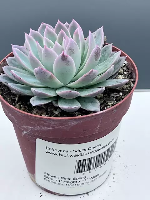 Echeveria - Violet Queen  thumbnail