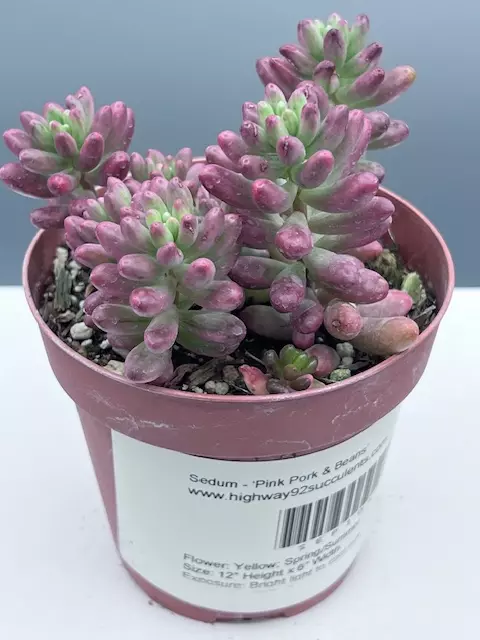 Sedum - Pink Pork and Beans thumbnail