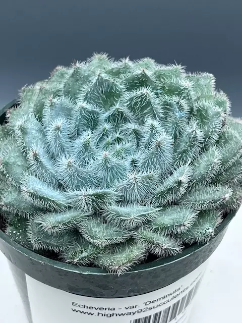 Echeveria - var. Deminuta thumbnail