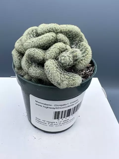 Mammillaria Elongata f. Cristata - Brain Cactus thumbnail