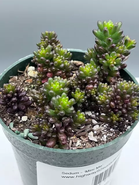 Sedum - Mini Me thumbnail