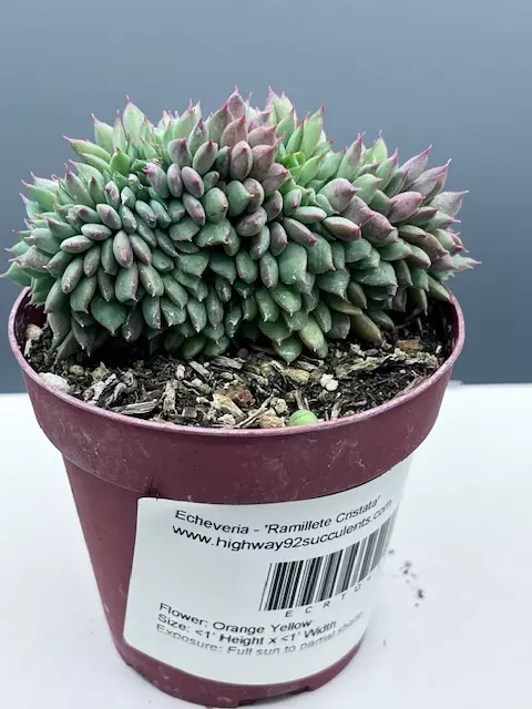 Echeveria - Ramillete Cristata thumbnail