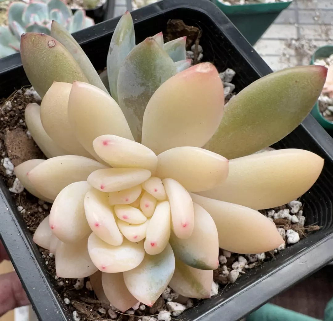 SHIPS BARE ROOT: Half Variegated Monroe thumbnail