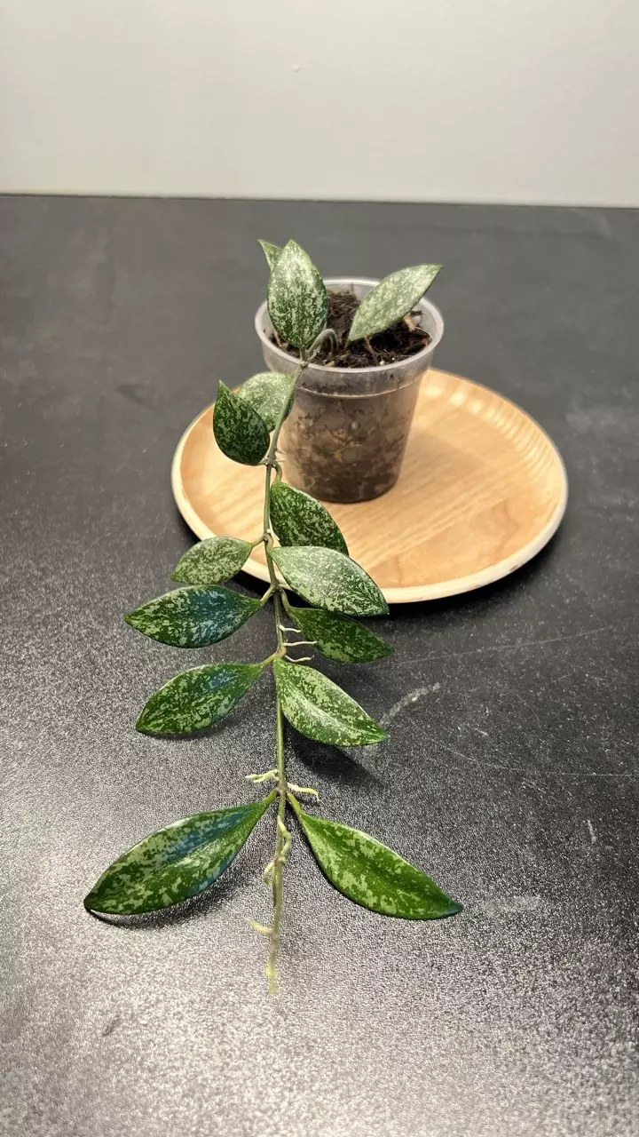 Hoya Lacunosa sp Cianjur Splash thumbnail