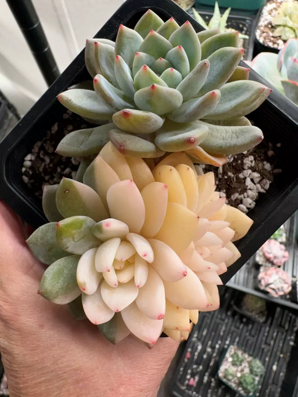 SHIPS BARE ROOT: Echeveria Monroe Variegated Crested thumbnail